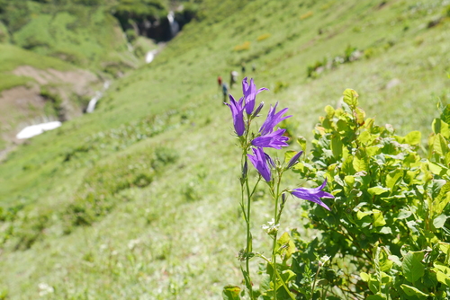 Campanula olympica