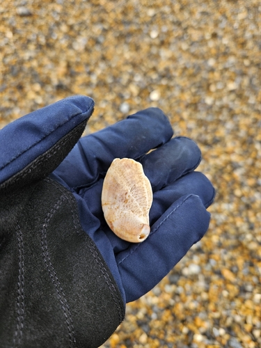 Crepidula fornicata