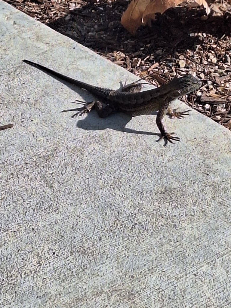 Western Fence Lizard from El Camino Real & Cassia Rd, Carlsbad, CA ...