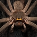 Sparassoid Spiders - Photo (c) Ben Revell, all rights reserved, uploaded by Ben Revell
