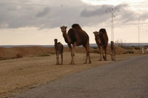 Dromedary Camel