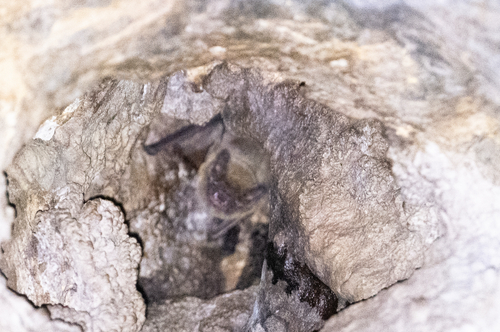 Dhofar Pipistrelle (Pipistrellus dhofarensis) — Data Deficient Mammalia