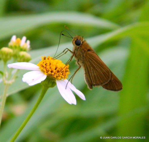 Ocola Skipper