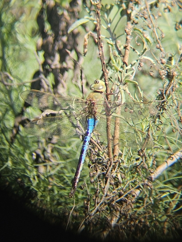 iNaturalist observation photo of Common Green Darner