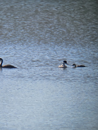 iNaturalist observation photo of Western Grebe