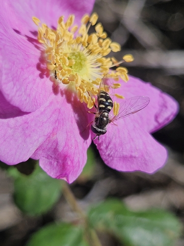 iNaturalist observation photo of Large-tailed Aphideater