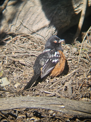 iNaturalist observation photo of Spotted Towhee