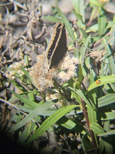 iNaturalist observation photo of Mourning Cloak