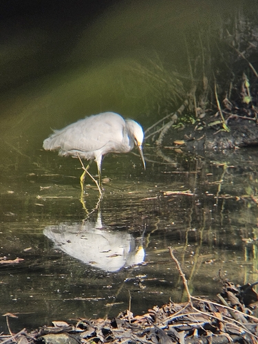 iNaturalist observation photo of Snowy Egret