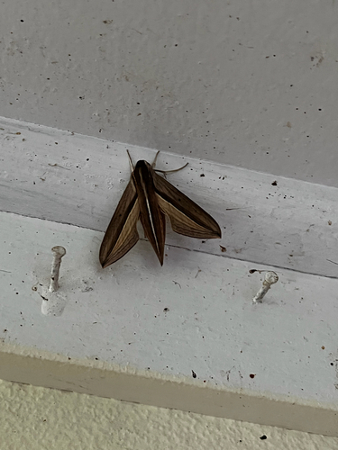 Brown-Banded Hunter Hawkmoth