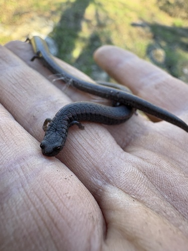 iNaturalist observation photo of California Slender Salamander