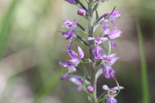 Brachycorythis congoensis