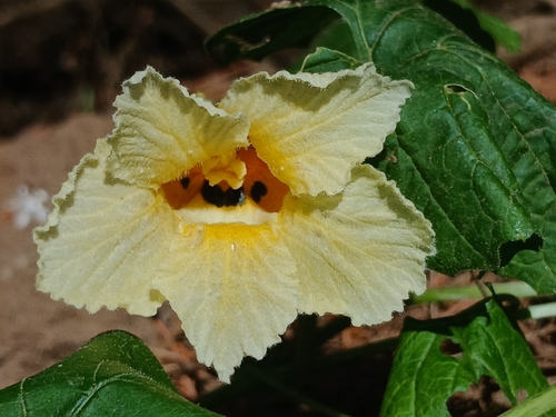 Momordica foetida