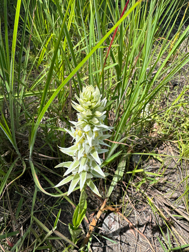 Whitebract Satyre