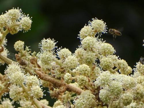 Tetrapanax
