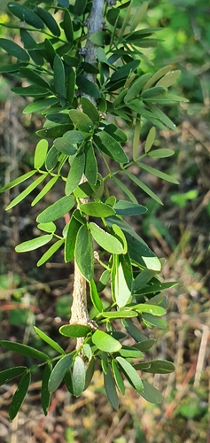guayacan