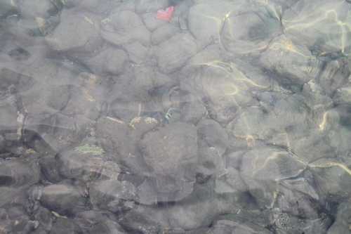 Zanclus cornutus