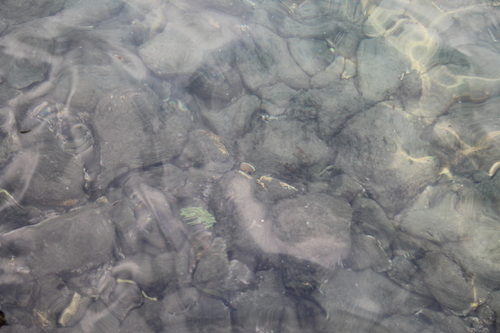 Chaetodon lunulatus