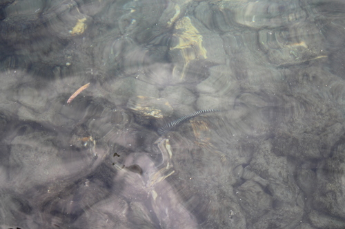 Gymnomuraena zebra