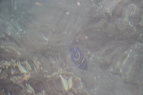 Pomacanthus semicirculatus
