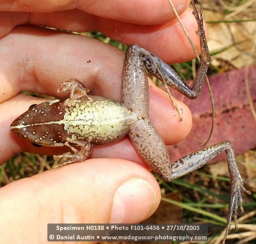 Eastern Madagascar Frog