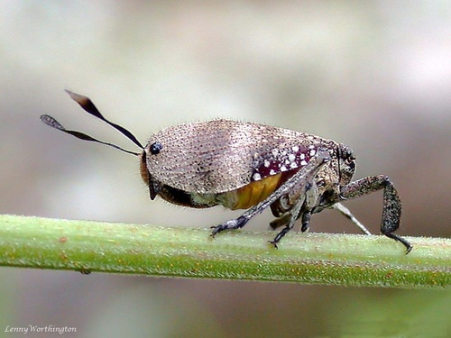 Ancyra annamensis