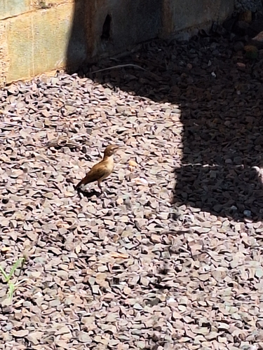Rufous Hornero