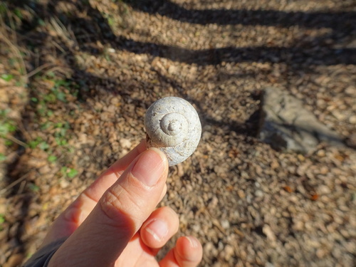Cornu aspersum