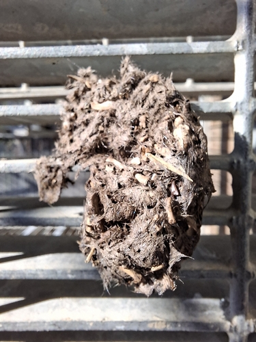 View observation of {o.common_name} on iNaturalist