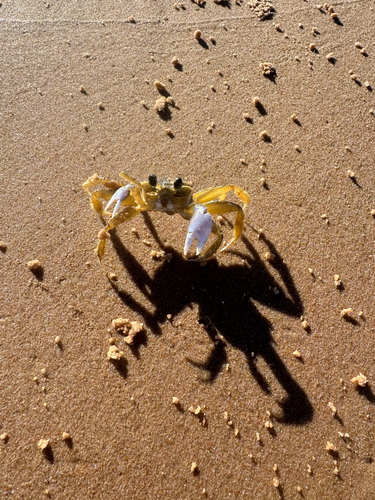 Atlantic Ghost Crab