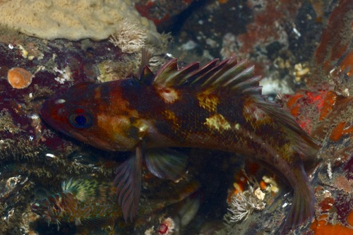Copper Rockfish