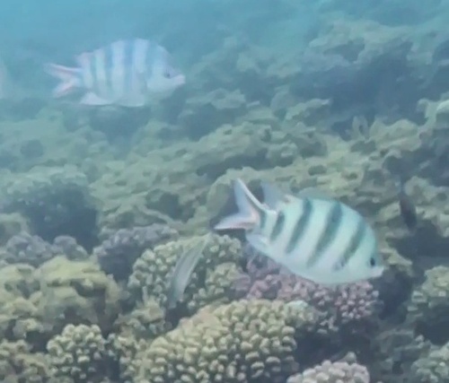 Abudefduf sexfasciatus