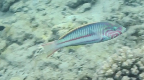 Thalassoma rueppellii