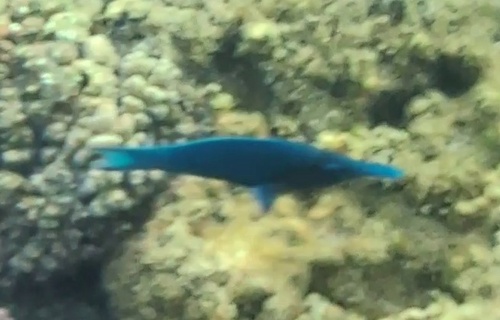 Gomphosus klunzingeri