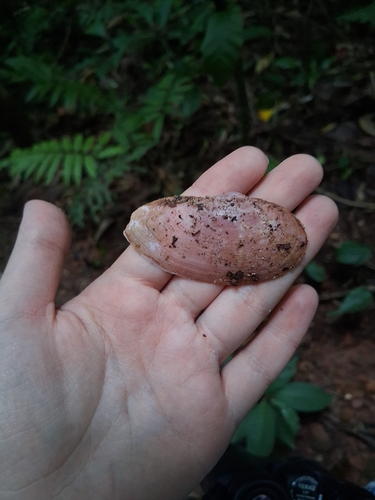 Psammotella cruenta