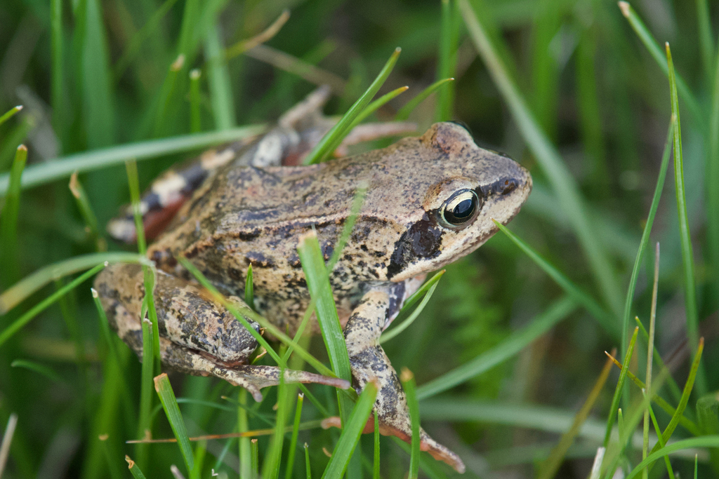 Plateau Brown Frog (Rana kukunoris)