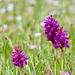 Dactylorhiza hatagirea - Photo (c) 黄秦, all rights reserved, uploaded by 黄秦