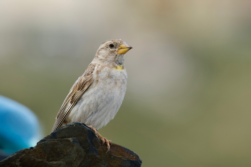 Rock Sparrow