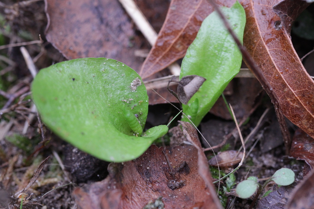 limestone adder's-tongue in January 2026 by Hippy Certified · iNaturalist