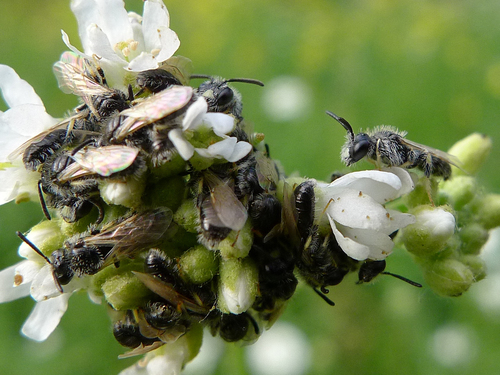 Panurginus labiatus
