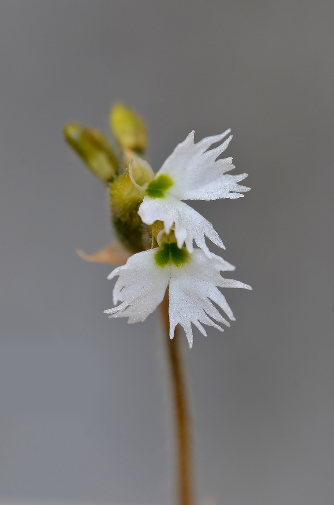 Cheirostylis yunnanensis (Cheirostylis yunnanensis)