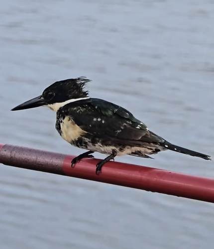 Green Kingfisher