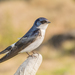Chilean Swallow - Photo (c) Patrich Cerpa, all rights reserved, uploaded by Patrich Cerpa
