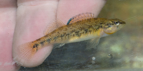 Highland Rim Darter