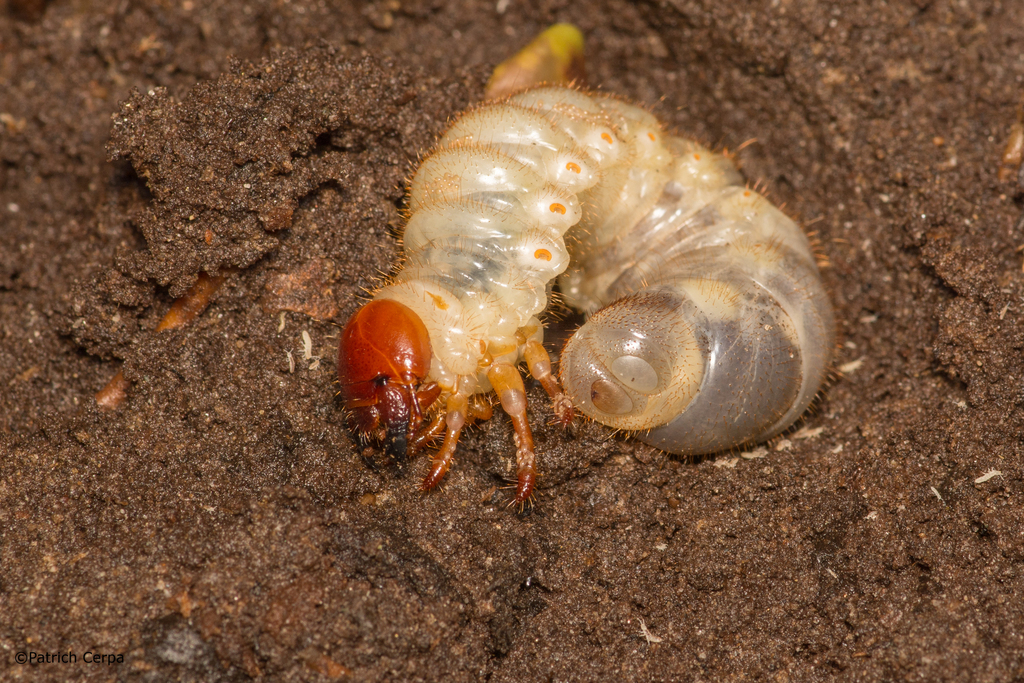 Scarabs, Stag Beetles and Allies from Aysén Province, Aysén, Chile on ...