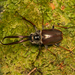 Chilean Stag Beetle - Photo (c) Patrich Cerpa, all rights reserved, uploaded by Patrich Cerpa