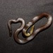 馬德拉扁槌蛇 - Photo 由 Jason Gerard 所上傳的 (c) Jason Gerard，保留所有權利
