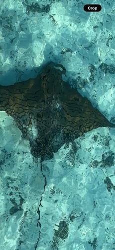 Aetomylaeus vespertilio