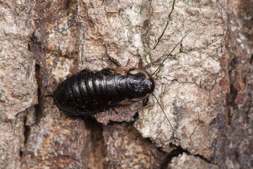 Genus Parasphaeria · iNaturalist