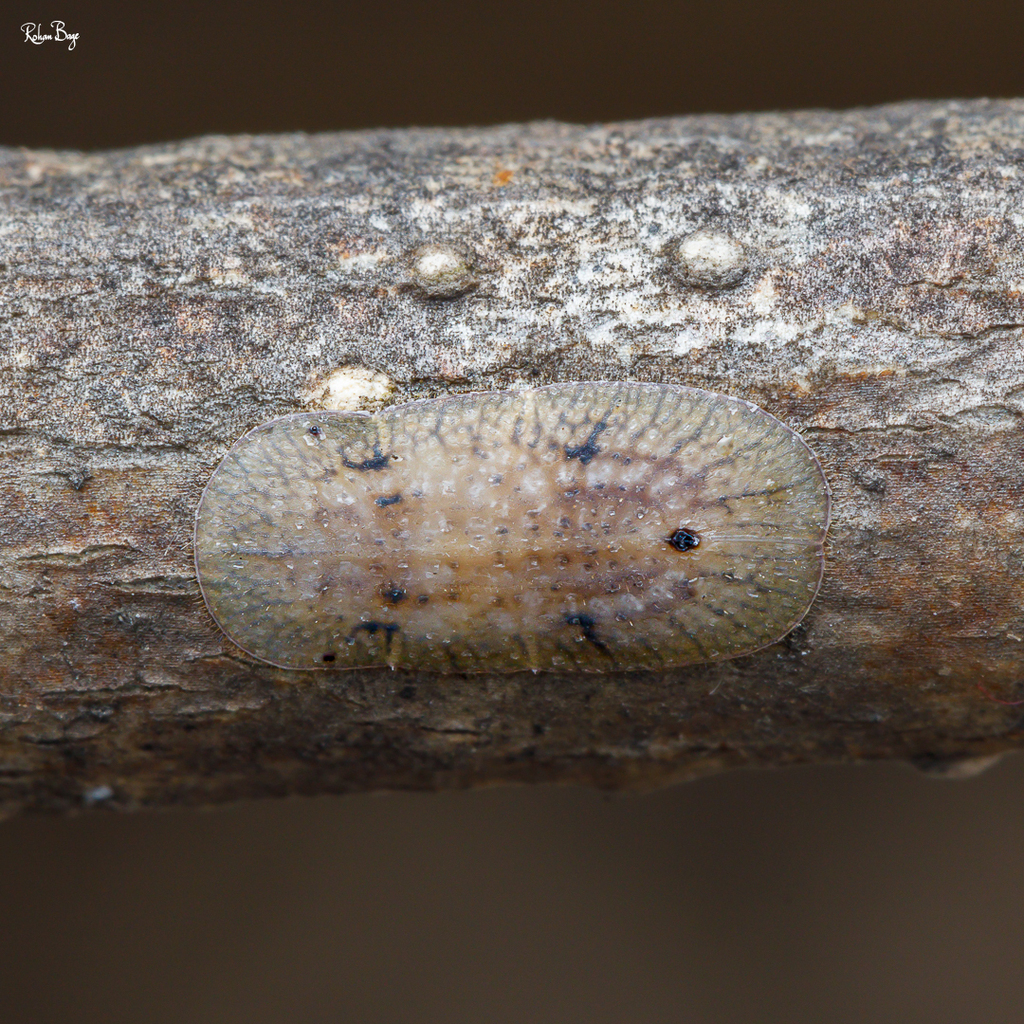 Brown Soft Scale from Gokhalenagar, Pune, Maharashtra, India on January ...